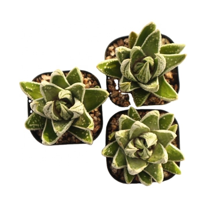 Оптовая продажа, горшок haworthia, редкие корейские суккуленты
