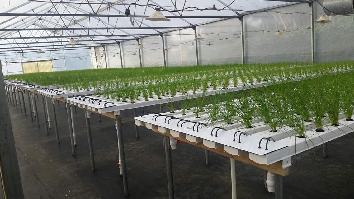 100x50mm Food grade PVC NFT planting channel hydroponic gully