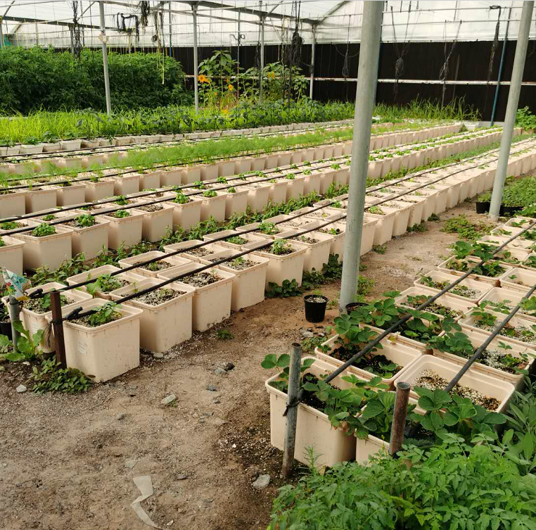 Hydroponic Tomato Growing Dutch Bucket System