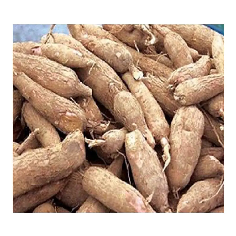Top Quality Organic Fresh Cassava for Sale