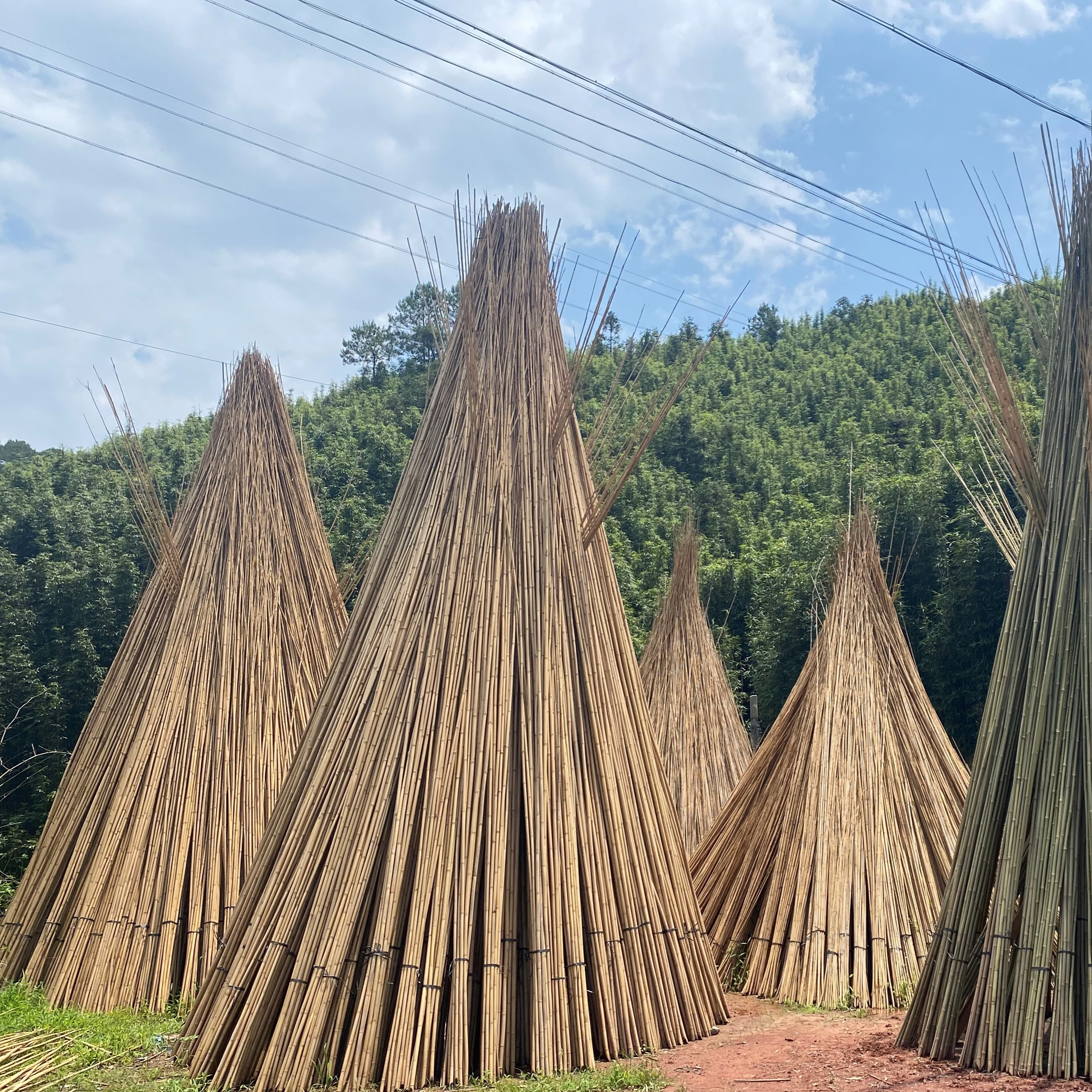 Wholesale Customized Good Quality Moss Pole Decorative Tonkin Bamboo Cane for plant support