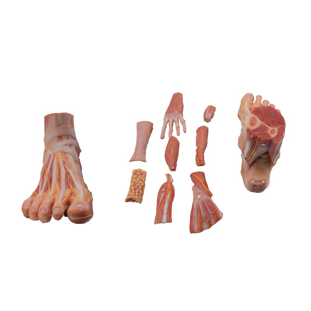 Medical Teaching Resource Human Foot Anatomy Model High Simulation Model