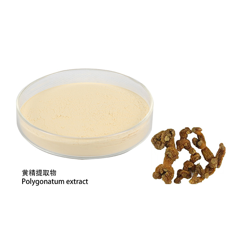 Chinese Medical Raw Material free samples Rhizoma polygonatum extract with competitive price