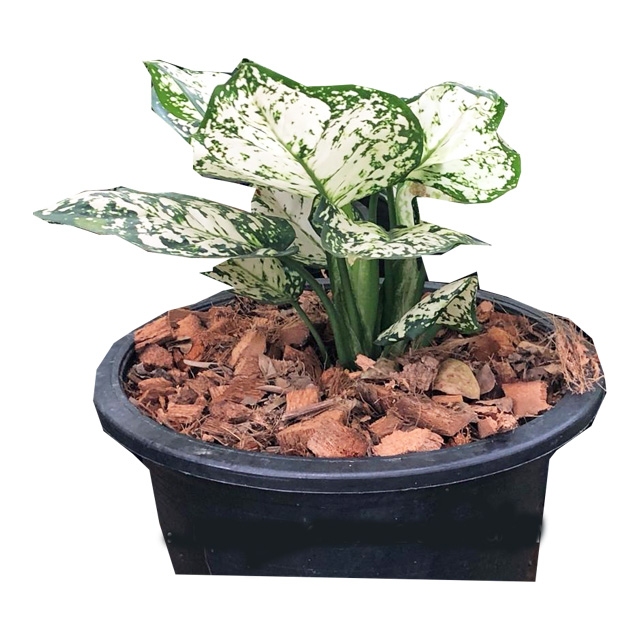 Оптовая продажа, горшок Aglaonema из Таиланда, Лучшая цена, попробуйте нас!
