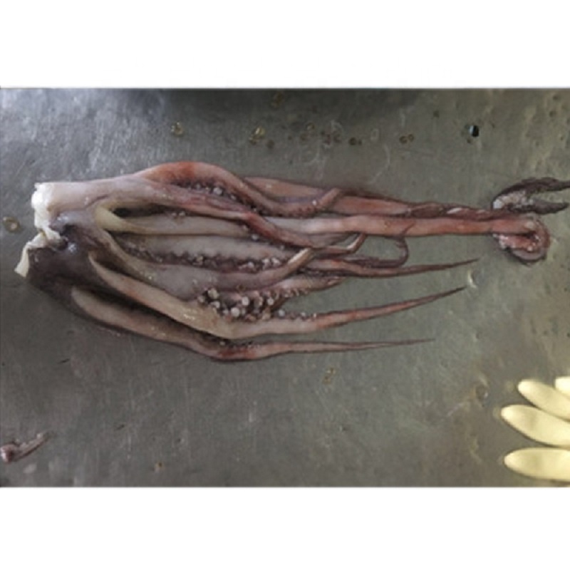 High Grade Giant squid For Sale.