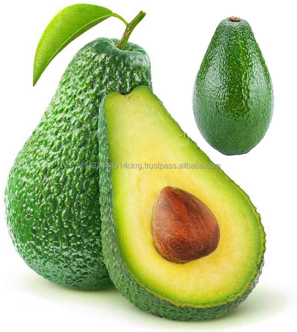 High Quality Fresh Avocado Wholesale