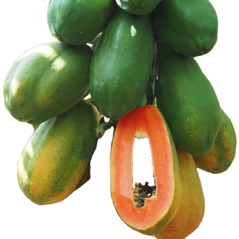 Оптовая упаковка в пакеты HDPP для экспортного качества Papaya red glory f1