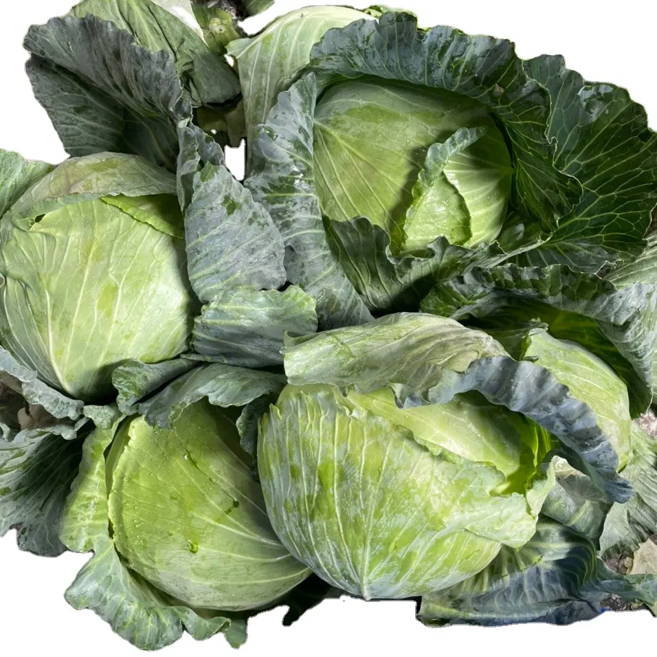 Healthy and Fresh Cabbage Sakata Variety Customized Logo and Packaging with Export Quality from Vietnam