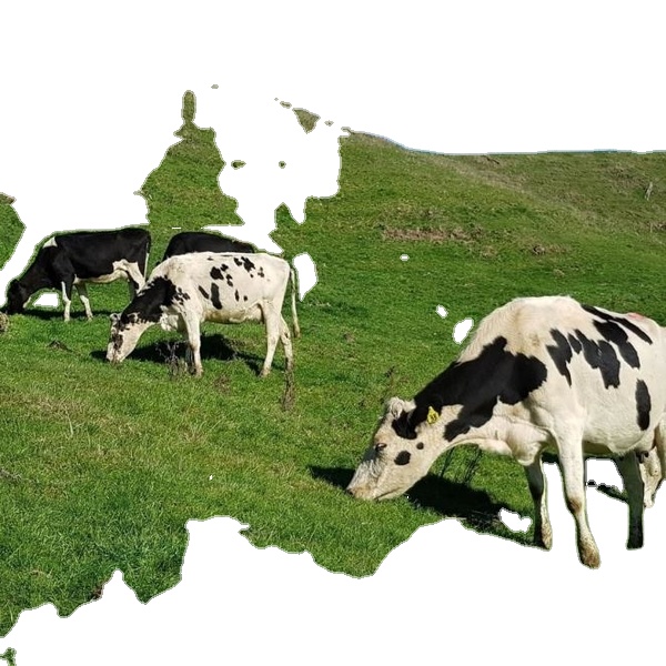 Высокое качество, для беременных коров Holstein для продажи