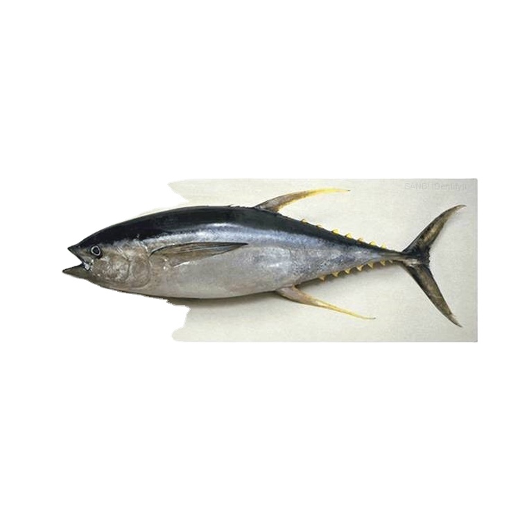 Factory Supply Frozen Seafood Yellow Fin Tuna Fish at Wholesale Price