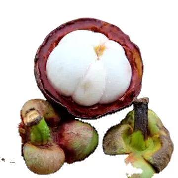 Fresh Natural MANGOSTEEN New Arrival Extract/ Fresh MANGOSTEEN in PE Bag/Vietnam MANGOSTEEN