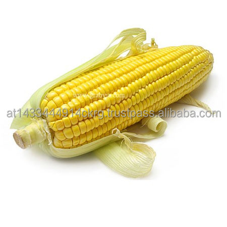 Auction sale Yellow Corn/Maize...