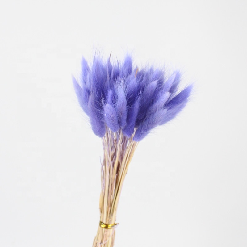 Pure colors preserved bunny tails preserevd flower for house decor