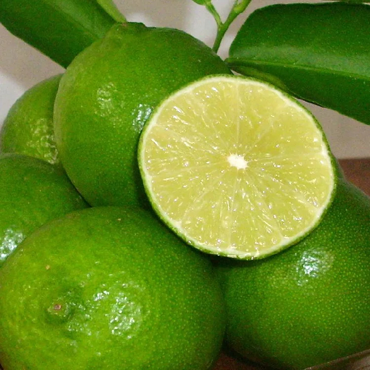 SEEDLESS GREEN LIME FROM VIETNAM FRESH LEMON WHOLESALE IN BULK CHEAP PRICE HIGH STANDARD / Mr. Lucas +84396510330