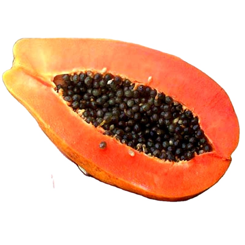 Papaya red glory f1 - MN GLOBAL IMPEX из Индии