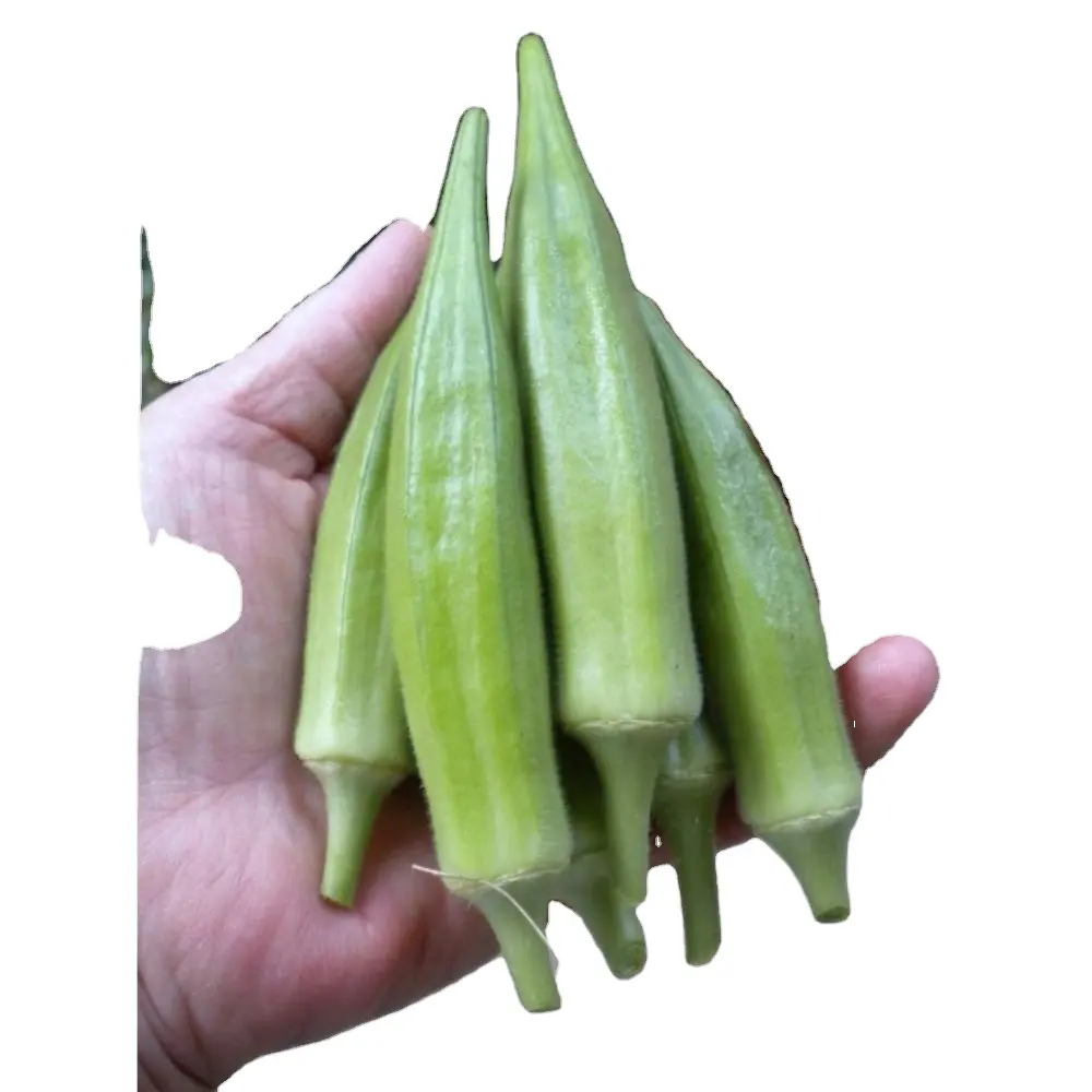 okra Clemson spineless gombo for for export material from indian company Maruti Agri india