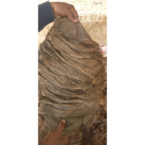 beef omasum