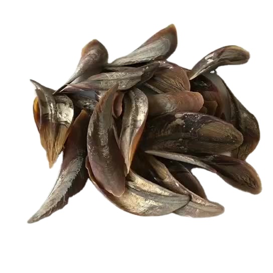 Огромные ракушки CHICOREUS RAMOSUS ракушки