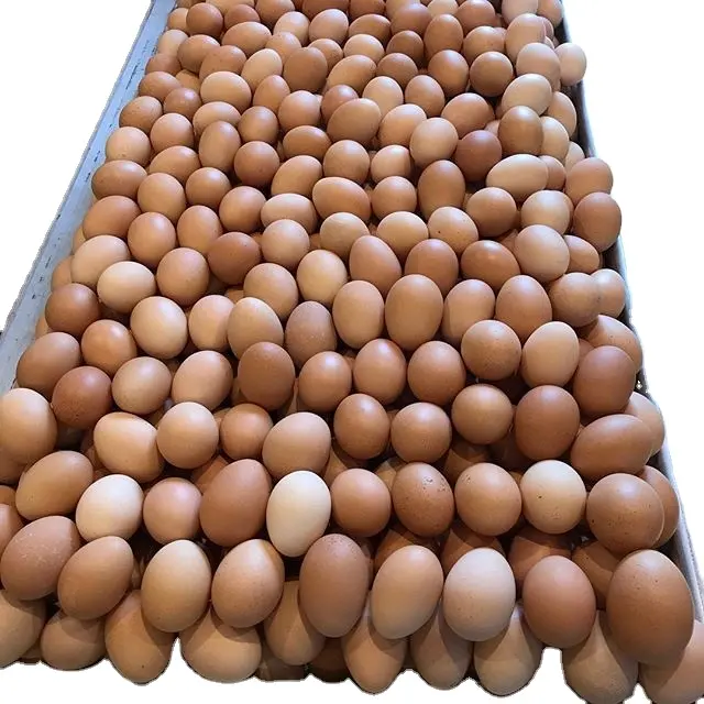 Brown Shells Chicken Fresh Table Eggs Suppliers