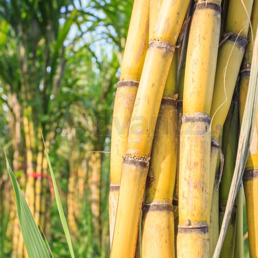 BoostaMAX 1 Easy To Use Foliar Fertilizer For Sugarcane Bio-Stimulant