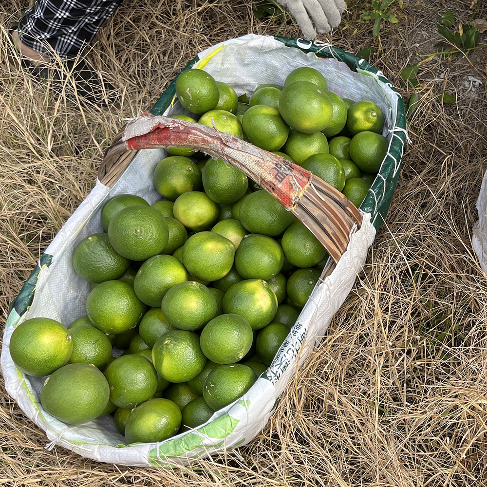 Fresh Citrus fruits Premium Chinese Yichang Mandarin fruits Orange Tangerine Exporter