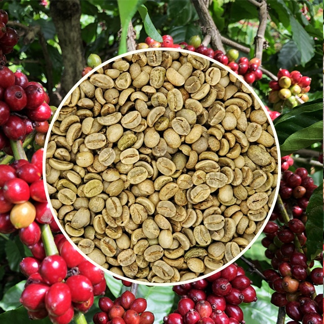 Arabica grade 1 scr16 Semiwashed Arabica Green Coffee Beans