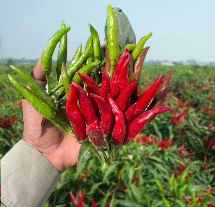 Hot Pepper Hybrid CAPITAL F1 Seeds