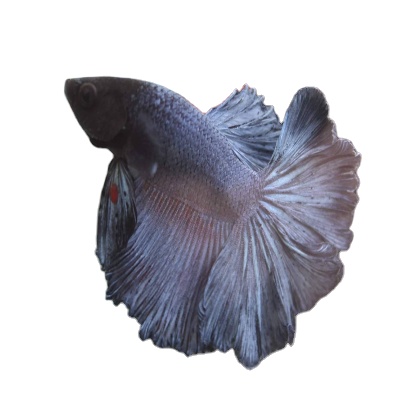 Live HalfMoon Betta Fish