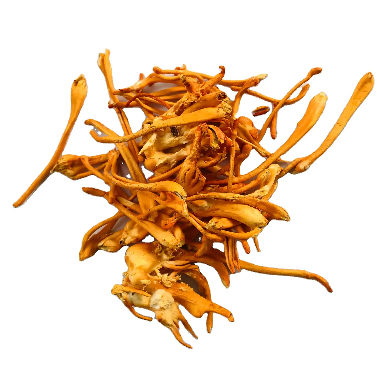 Cordyceps Mushroom Healthy Product 100% Natural Herbal High Quality Product Good For Health Providing Energy OEM V-Store