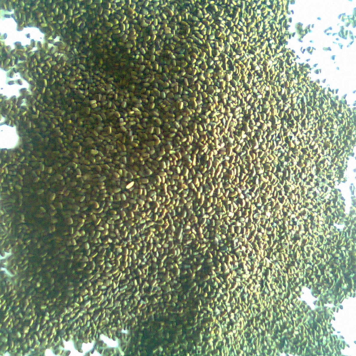 Sesbania Seeds