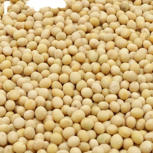 High Quality / Top Brazilian / Wholesale Good Quality Soybeans Wholesale Natural Soya Beans Soybean