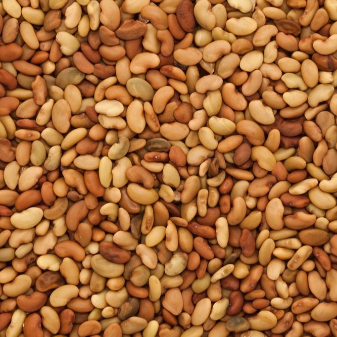 Alfalfa Moon Star Seeds