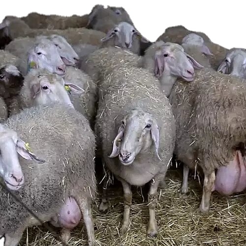 Овчина Ассаф