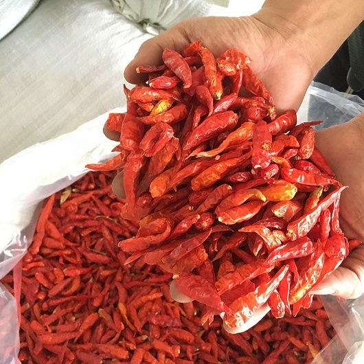 Wholesale hot spicy dried red chili high quality for export from Vietnam factory/Dry red chillies spicy wholesale export 2025