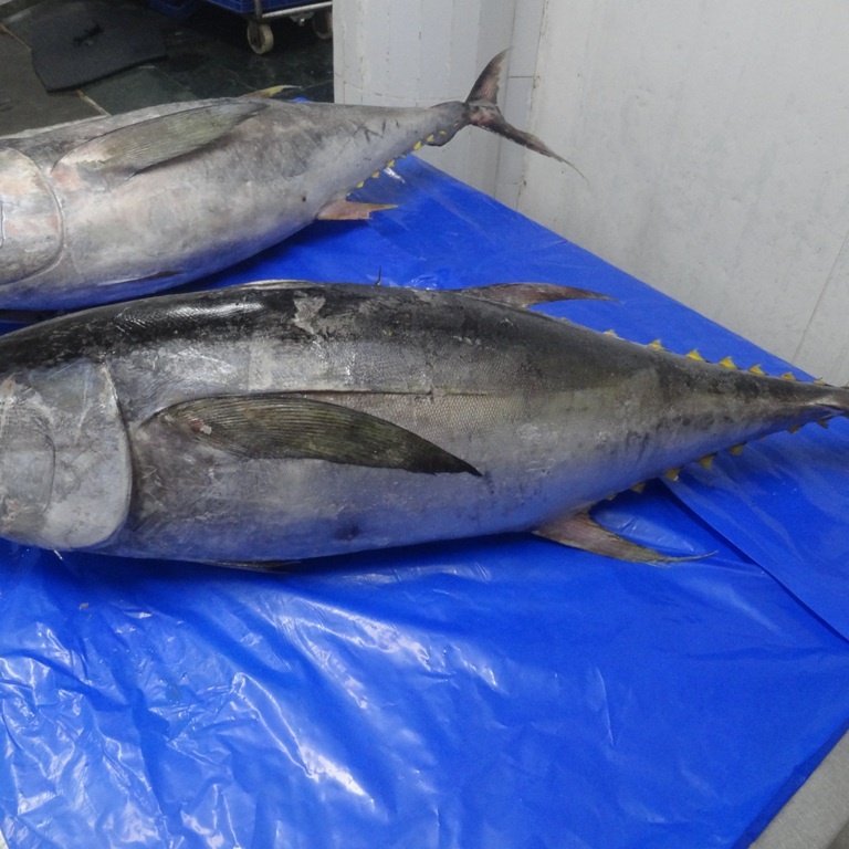 SUPPLY YELLOW FIN TUNA FROZEN 9THUNNUS ALBACARE THONNI)