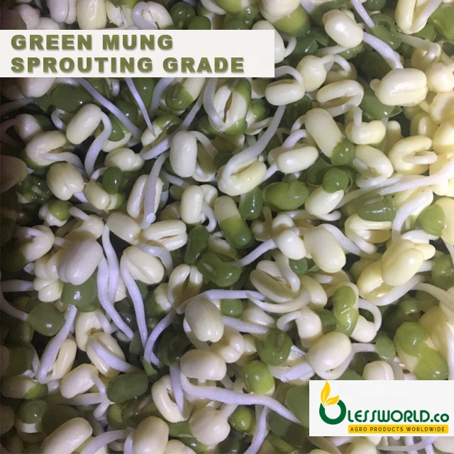 GREEN MUNG BEANS (sprouting Grade | Vigna Beans )