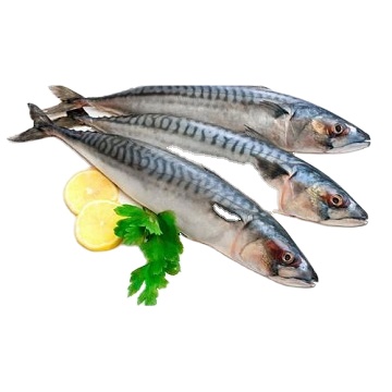 Конская скумбрия/свежая замороженная скумбрия 400-600 г