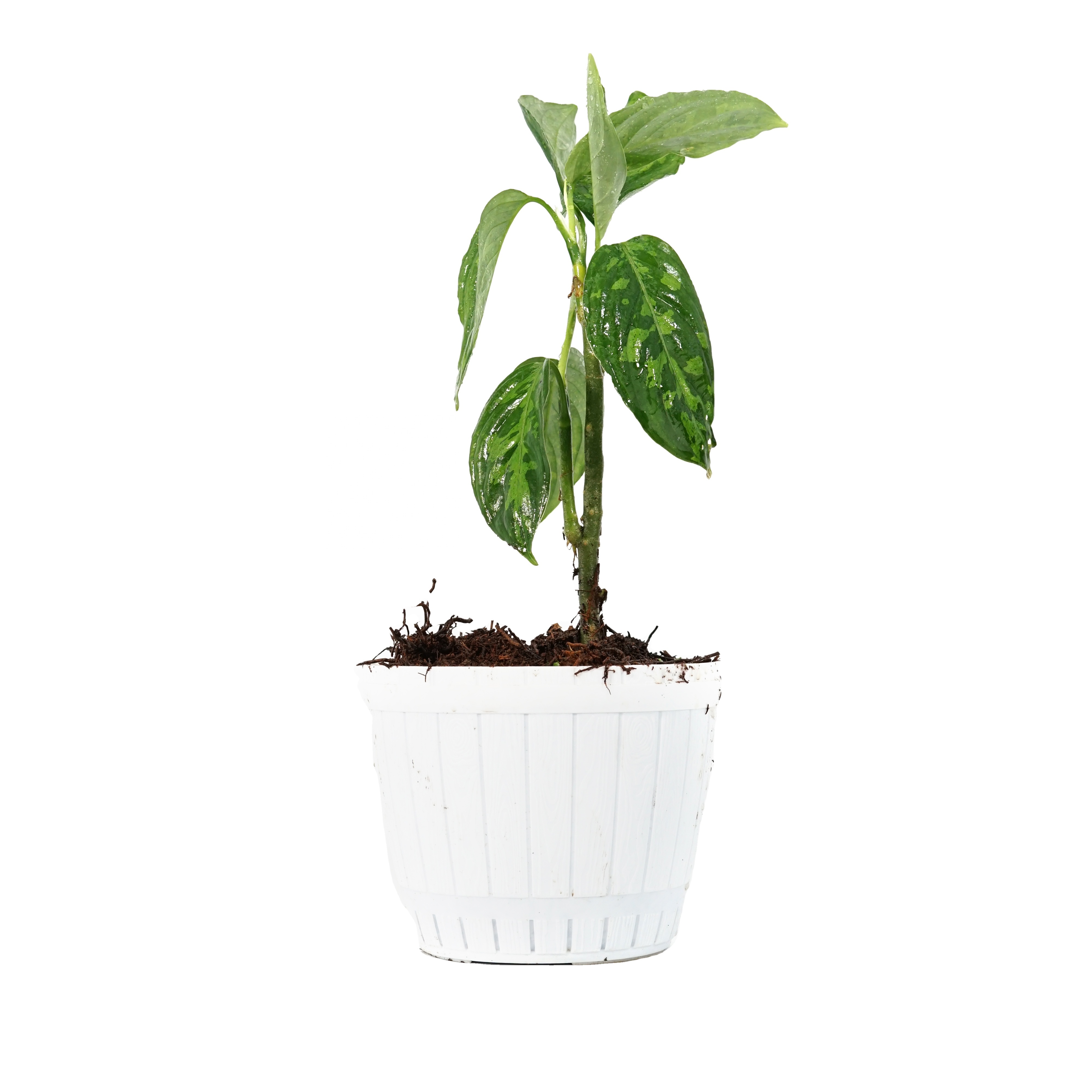 Новый продукт, трехцветные живые растения Aglaonema Pictum для домашнего сада
