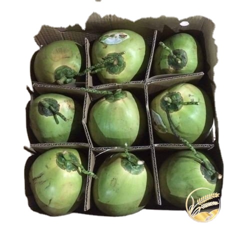 Fresh Young Coconut From Viet Nam OEM brands Cheap Price Good quality Sweet Fresh Coconut _WA84972678053