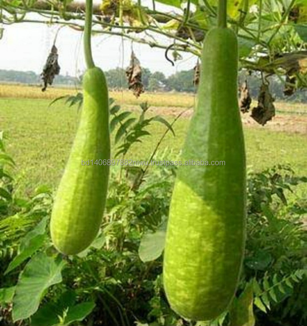 natural green bottle gourd seeds