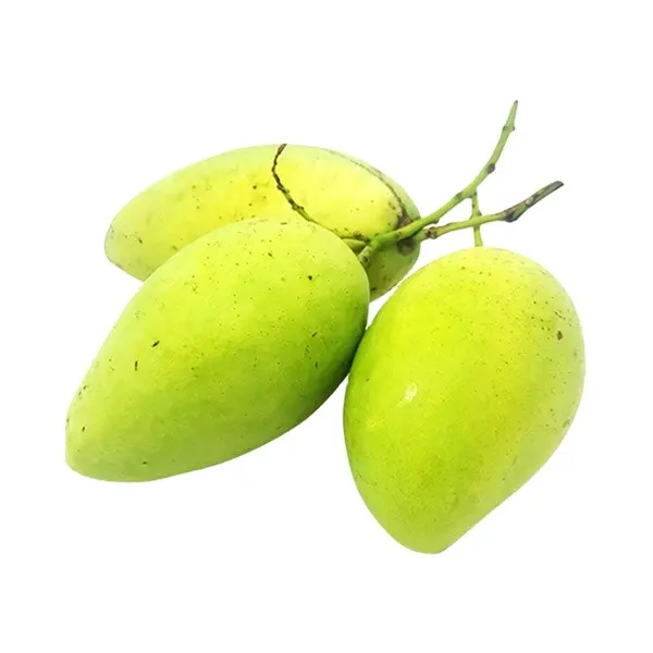 Mango with Sweet Fragrance Brix 10 To 14% Fresh Mangoes From Vietnam For Export