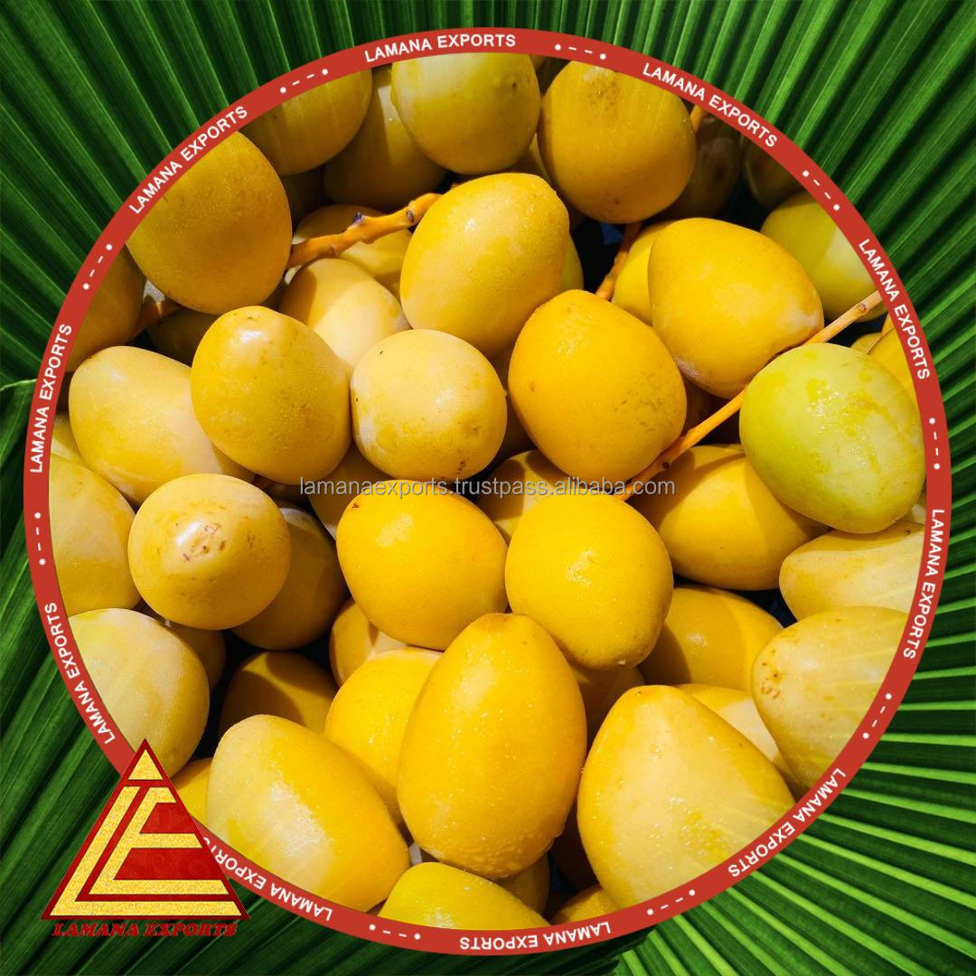 Premium Quality Exotic Barhee Dates / Palm Dates / Date Fruit