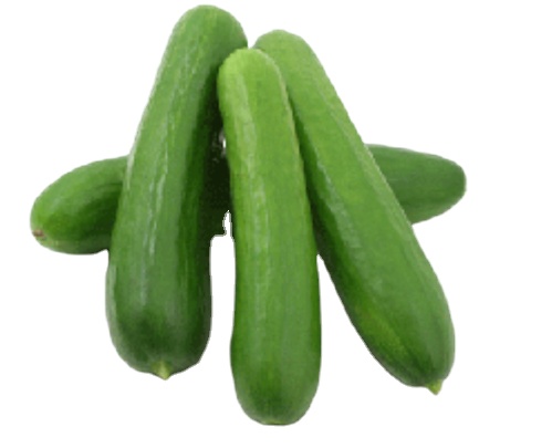 High Quality Natural Fresh Green Cucumber Vegetables For Sale