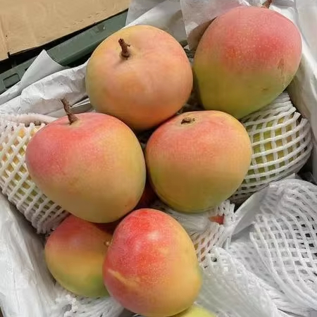 Fresh R2E2 Mango good quality from Vietnam and low price by Gimex Vietnam farm call +84984418844 WA
