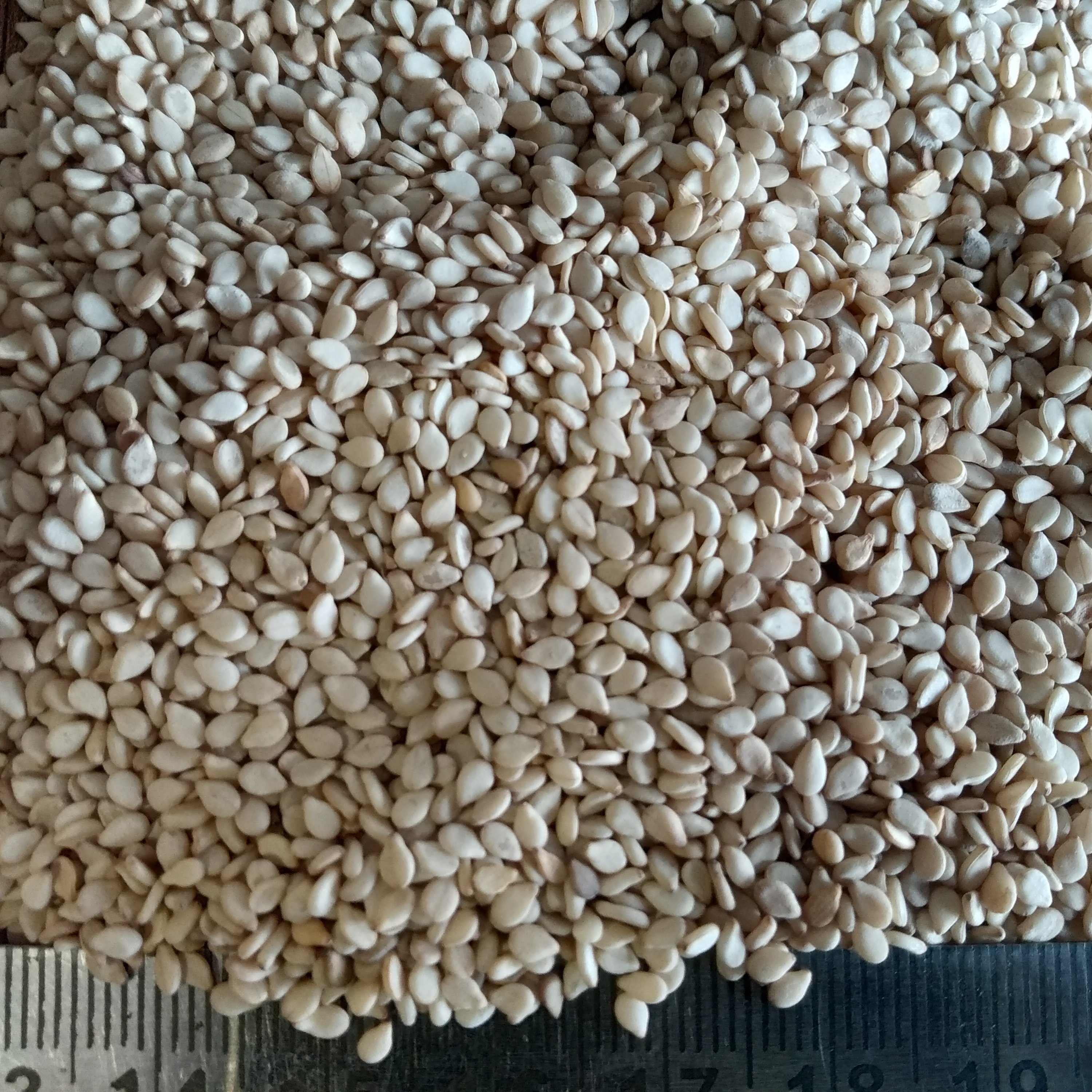 Sesame Natural White Seeds