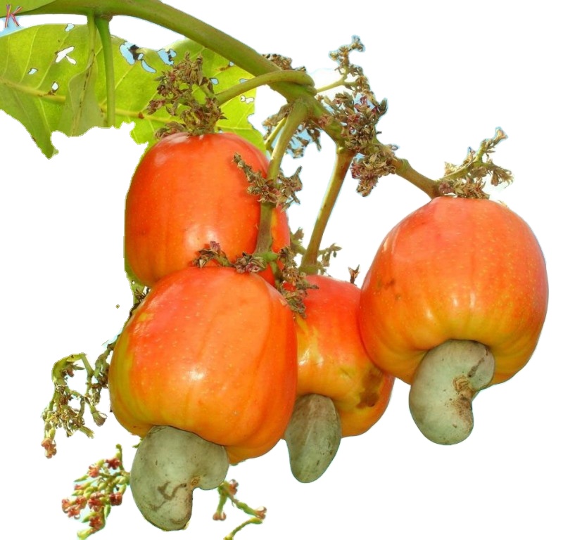 CASHEW NUT SHELL EXTRACTION (CNSE) /BIOMASS