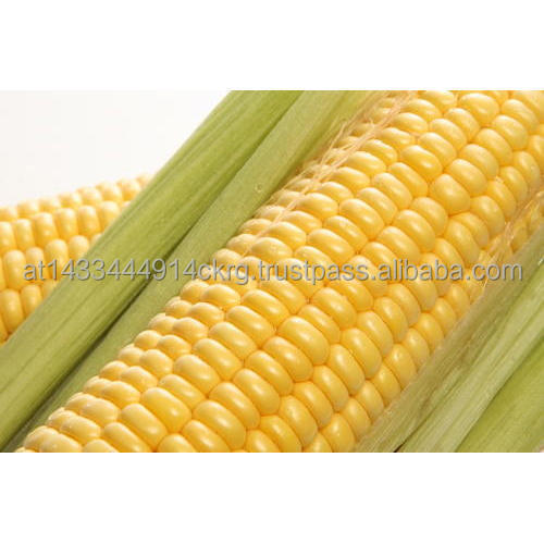 Ukranian-Top Selling Non GMO Yellow Maize/Corn Cheap Price