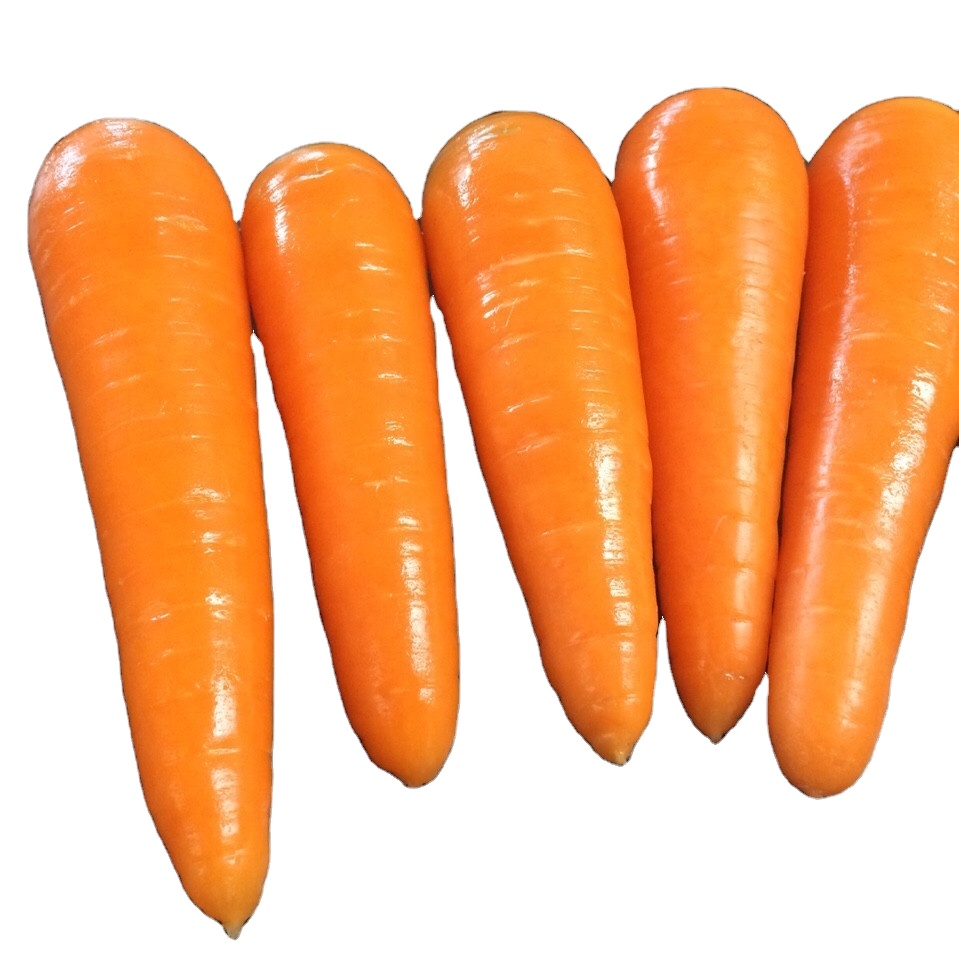 VIETNAM FRESH CARROT Fresh Vegetables Good Quality 10kg Carton call +84984418844