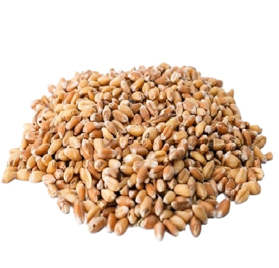 Durum Wheat from India