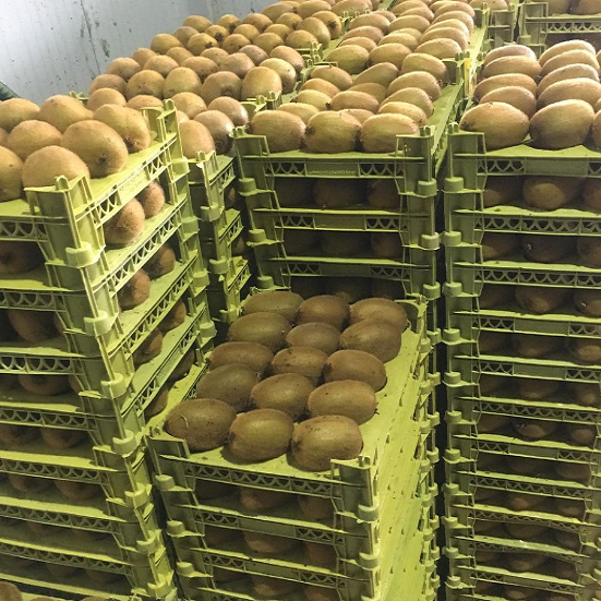 Premium Organic Fresh Kiwi Fruit for Sale / Green Yellow Red Fresh Kiwi in Bulk 100% Natural Fresh Kiwi Fruits